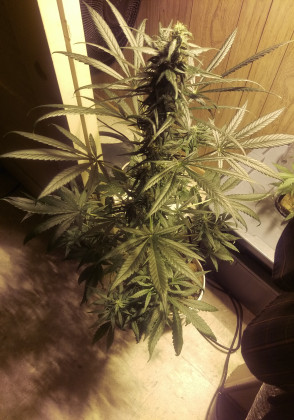 Strong sativa traits noticed in this soil grow