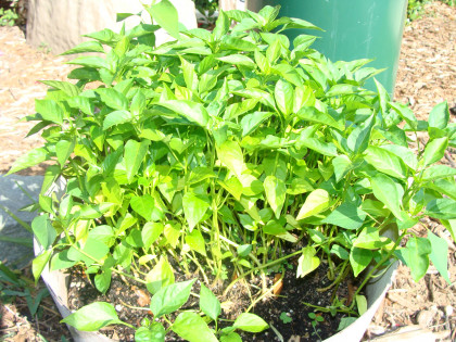 pepper plant 003.jpg