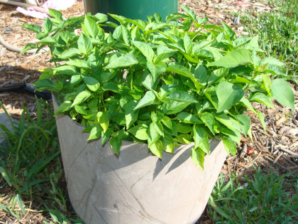pepper plant 004.jpg