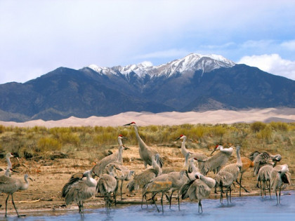 sand-dunes-cranes.jpg