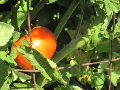tomatoe.JPG