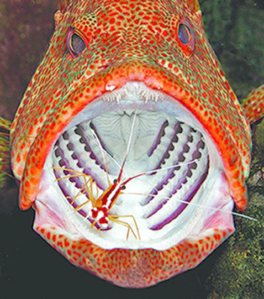 species_11 cleaner shrimp safely ventues into mouths of predators.jpg