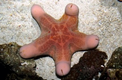 granulated-sea-star.jpg
