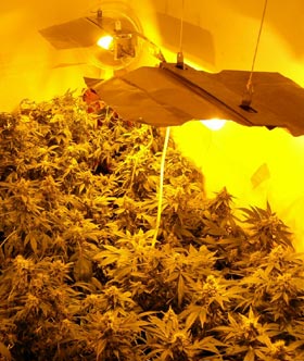 indoor-marijuana-growing.jpg