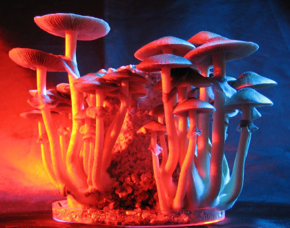 mushrooms 006.jpg