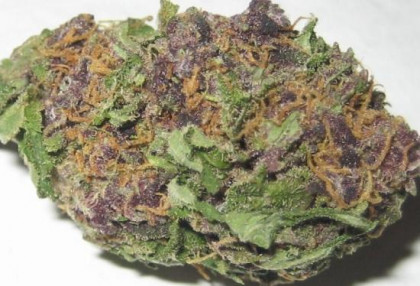 purple-skunk-bud.jpg